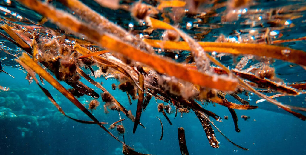 獨家專利成分 Sarga-X Pro-鋸齒海帶萃取物-胜肽保養品成分