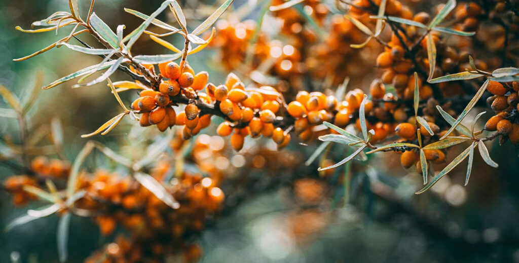 高濃度沙棘果水-胜肽保養品-抗氧化