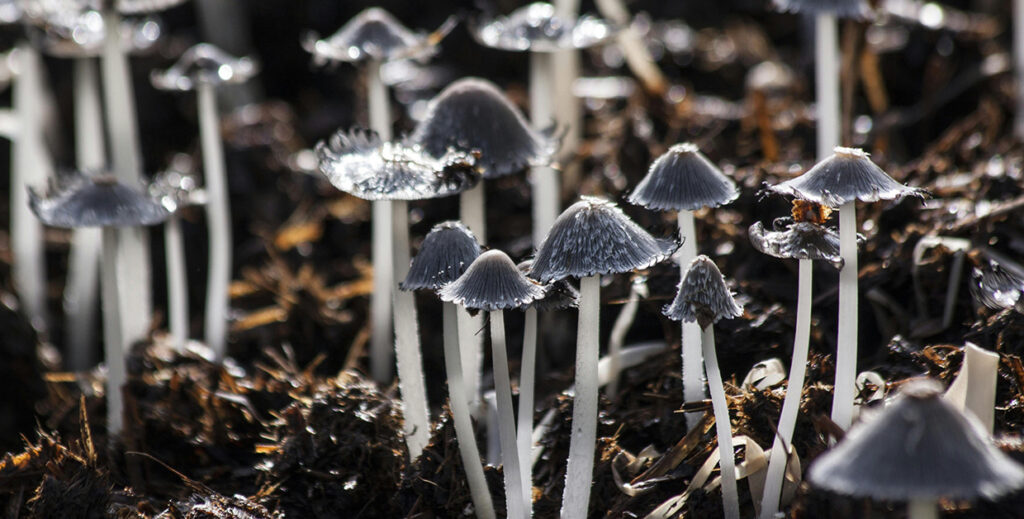 屏障光澤泡泡精華-醫美保溼精華液-神經醯胺保養品-3