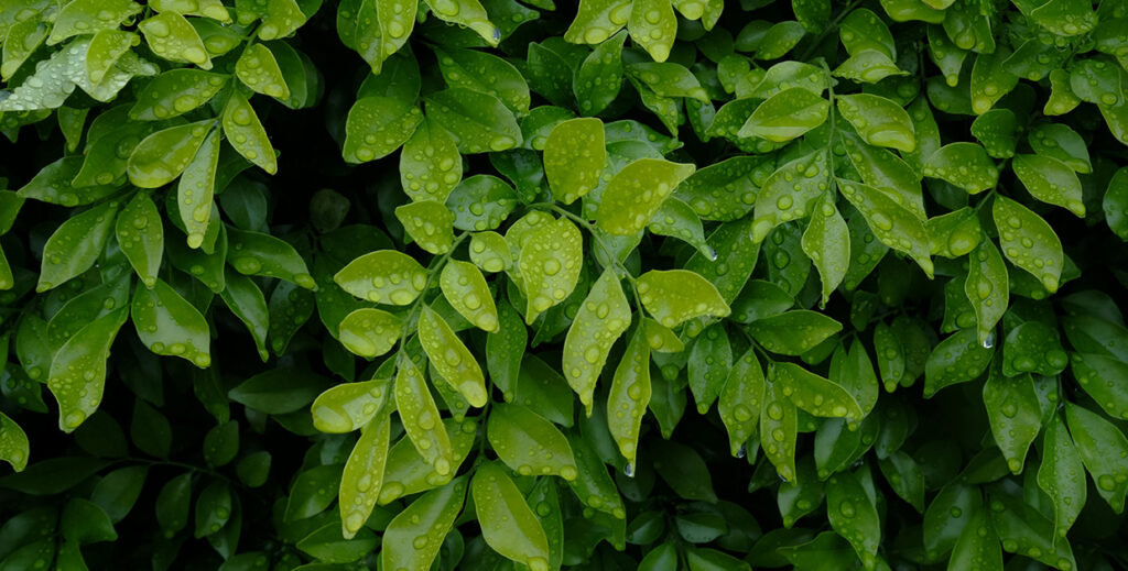 屏障光澤泡泡精華-醫美保溼精華液-神經醯胺保養品-5
