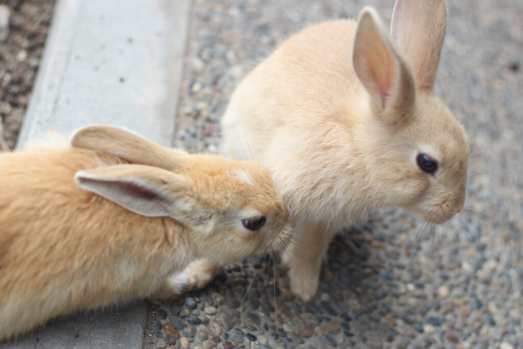 純素保養-1-無動物實驗
