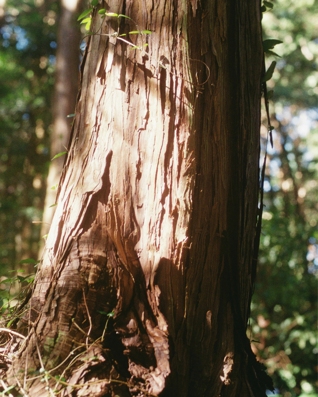 SOEL 日本植物系有機植萃純淨保養品牌